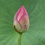 Flowa, at rest