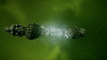 Two Capsule Molluscs discharging energy