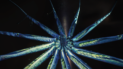 Stolon-Pods-alien-2.PNG